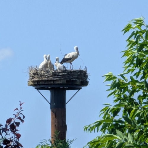Wieviele Junge gibt es im Storchennest?