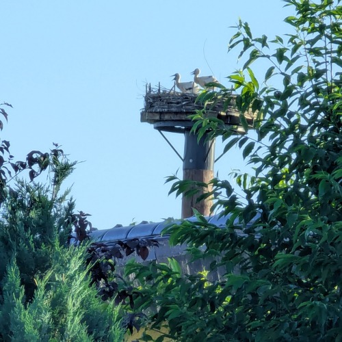 Zwei Storchenjunge im Nest