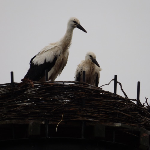 Osterfeuer auf dem Priesterfeld